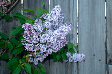 blossomed lilac flower bushes on wooden background