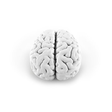 brain model on white background