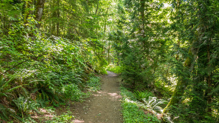 The path through the green forest. The sun's rays make their way through the foliage. Fern growing between the trees. Central Peak Trail, Issaquah, King Country, Washington state