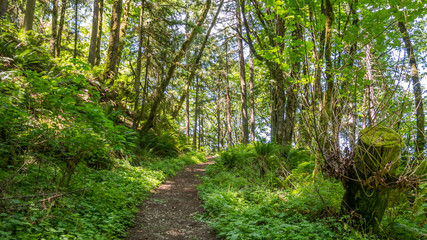 The path through the green forest. The sun's rays make their way through the foliage. Fern growing between the trees. Central Peak Trail, Issaquah, King Country, Washington state