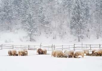 Sheep in the snow