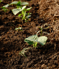 Young stems cucumber sprouts in the garden