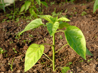 Young stems pepper sprouts in the garden