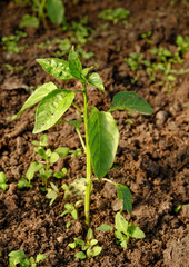 Young stems pepper sprouts in the garden