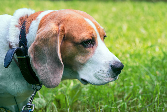 Beagle dog on the street portrait