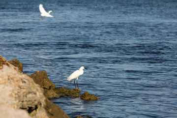 Coastal Bird