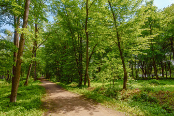Path in a park