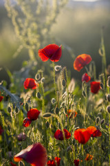 Fototapeta premium Poppy flowers at sunset 