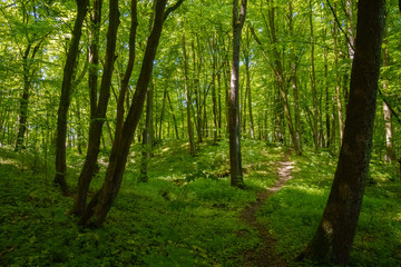 Fototapeta premium Path in a park