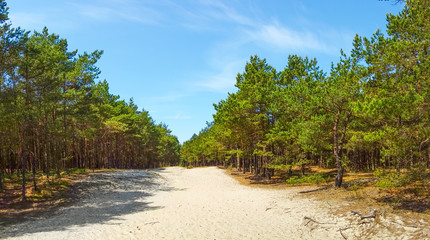 Pine wood on sand dunes