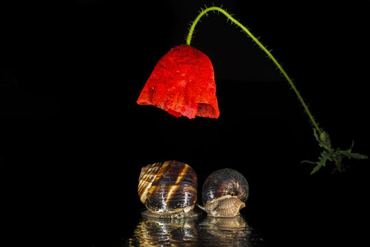 Snails under poppy flower 