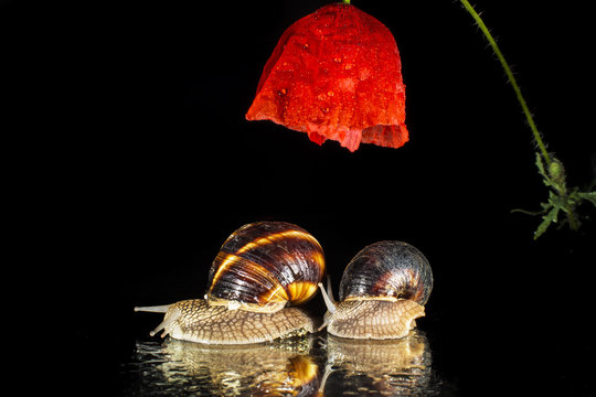Snails under poppy flower