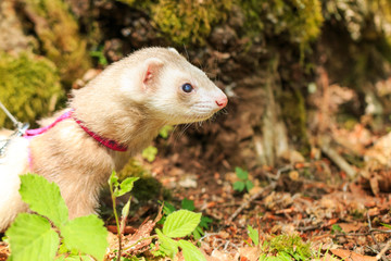 Ferret with a pet collar on a leash in the forest