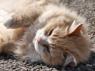 Katze liegt in der Sonne