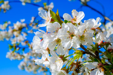 Blooming cherry tree