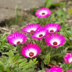 Fototapeta premium Nahansicht von Eisblumen (mesembryanthemum crystallinum) in einem Garten