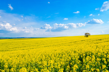 Obraz premium Lonely tree on the blooming colza field