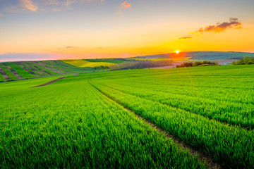 Green field at beautiful sunset at South Moravia