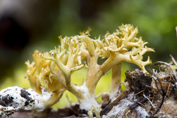 Iceland moss. Closeup macro