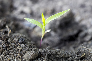 seed germination growth into forest
