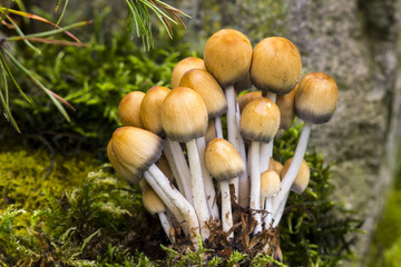 Mushrooms on moss in forest close up