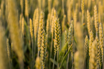 Field of young crop in the summer
