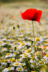 Blossom Daisy White yellow flowers  and red poppy against the sunset