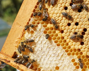 Close up view of the working bees on honey cells