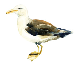 Naklejka premium Watercolor seagull bird isolated over white background.