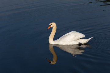 Fototapeta na wymiar swan in quiet water