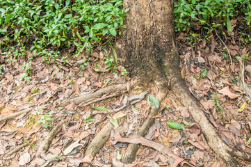 Tree in rainforest with buttress roots