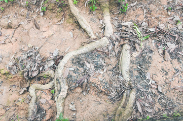 Tree in rainforest with buttress roots