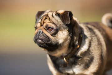 Mops dog outdoors in nature