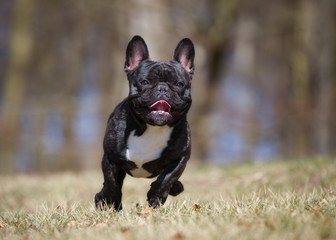 Dog outdoors in nature