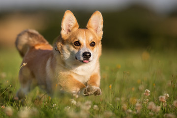 Welsh corgi dog
