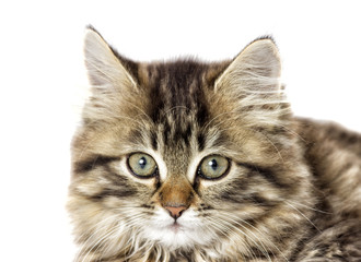Obraz premium tabby kitten