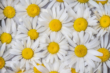 Fototapeta premium Beautiful background of the flowers of camomile with white petals and a yellow middle.