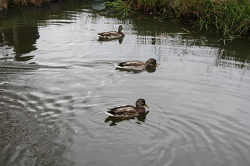 Дикие утки в пруду.