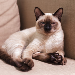 Young beautiful Thai cat lying on the couch and playing with a mobile phone. Pet selects an application for entertainment.