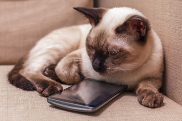 Young beautiful Thai cat lying on the couch and playing with a mobile phone. Pet selects an application for entertainment.