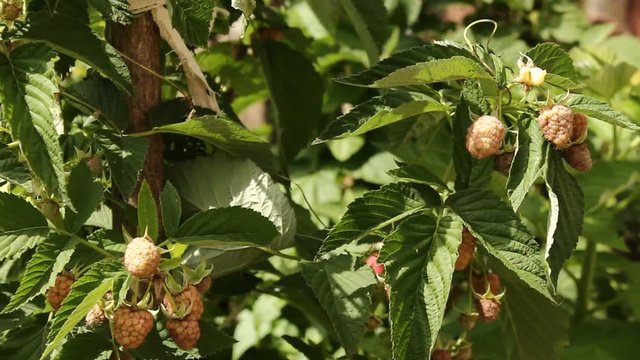 Child plucks ripe raspberries
