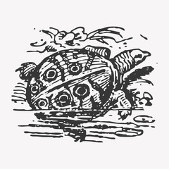 Vector engraving Nile turtle (Trionyx triunguis)