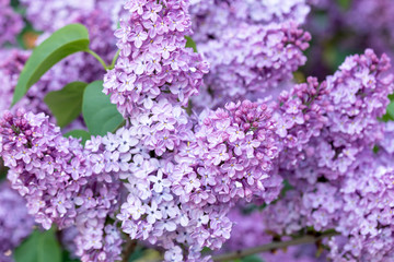 Bunch of lilac flower