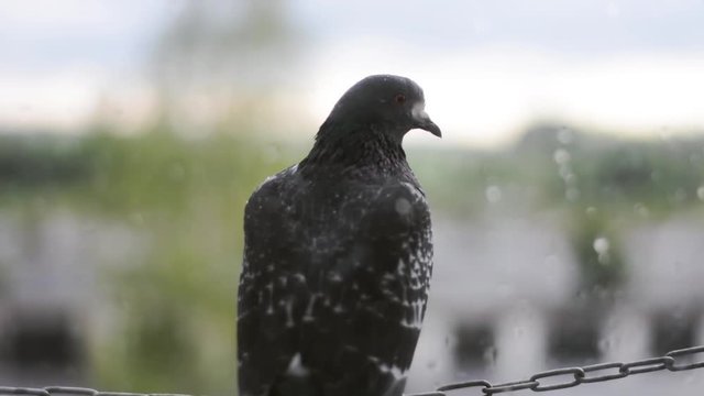 Close up footage of a pigeon behind the window.