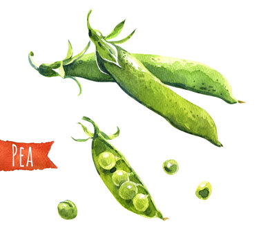 Green peas, watercolor illustration,  clipping paths included