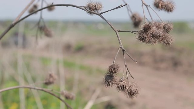 Buggy rides on the ground road.