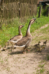 Two geese and goslings on the grass