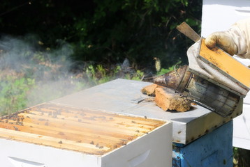 Beekeeper is working with bees and beehives on apiary