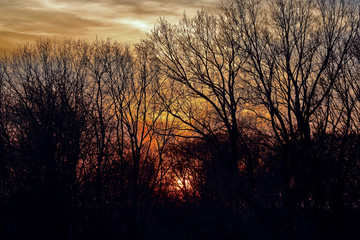 Fototapeta premium the sunset in the branches of trees
