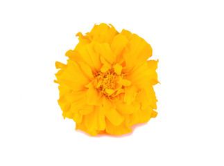 Marigold flower on a white background